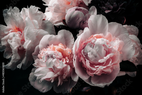 Fototapeta Naklejka Na Ścianę i Meble -   peonies on ark background, decoration packaging