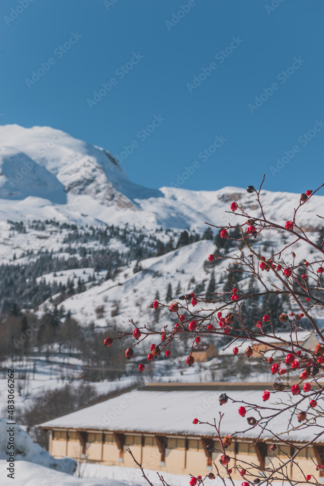 A picturesque landscape view of red berries with the snowcapped French Alps mountains in the background on a cold winter day (L'Enclus, Devoluy) A picturesque landscape view of red berries with the snowcapped French Alps mountains in the background on a cold winter day (L'Enclus, Devoluy)