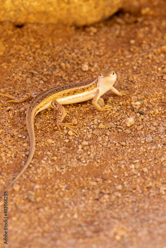 Lizard in Namibia © Kim
