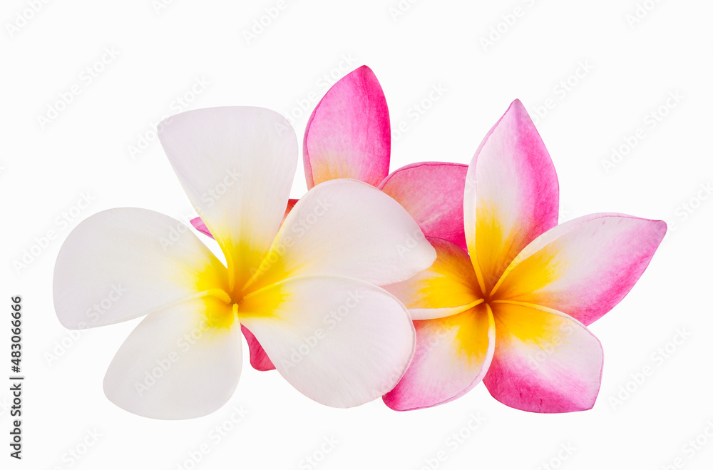 Frangipani flowers isolated on white background Frangipani flowers isolated on white background