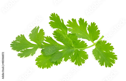 Top view of fresh coriander leaves isolated on white background.