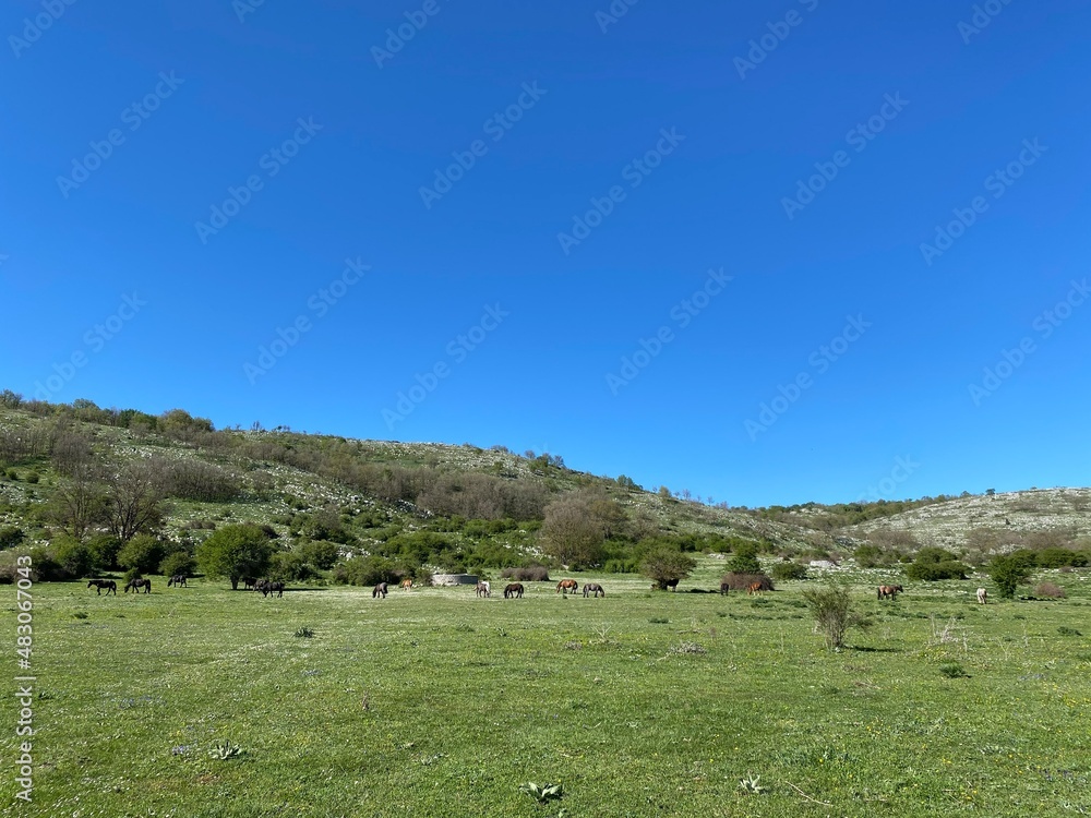 Obraz premium Horses and nature