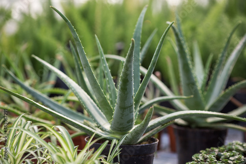 Aloe vera healing plant growing in pots