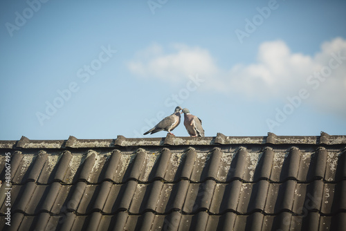 Two pigeons are sitting on the roof