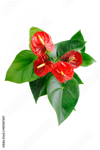 Plakat Anthurium