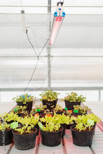 Plant growing with red led lighting