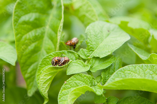 Colorado potato beetles on the green potato leaves