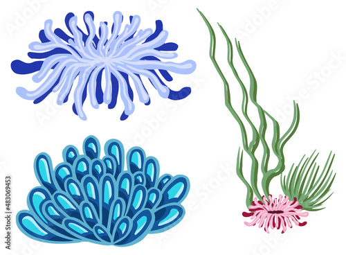 Set of marine vector plants, drawn algae