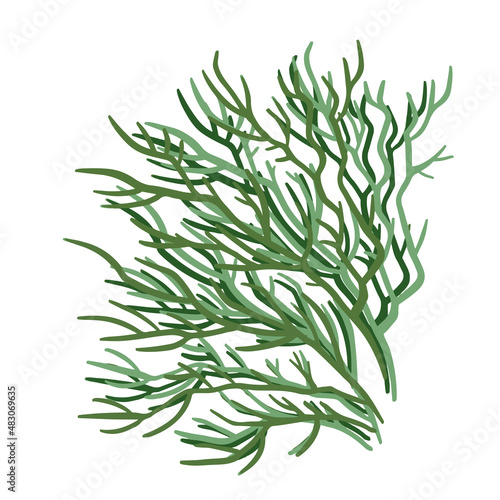 Set of marine vector plants, drawn algae
