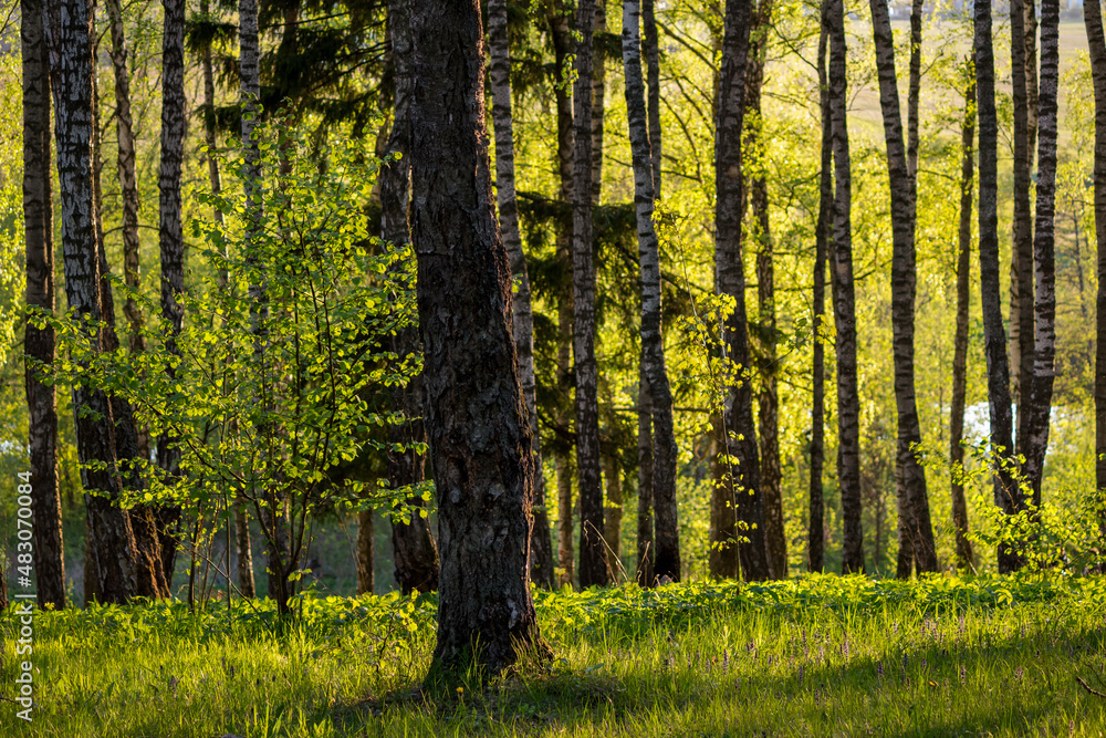 Obraz premium Picturesque birch grove on a May day