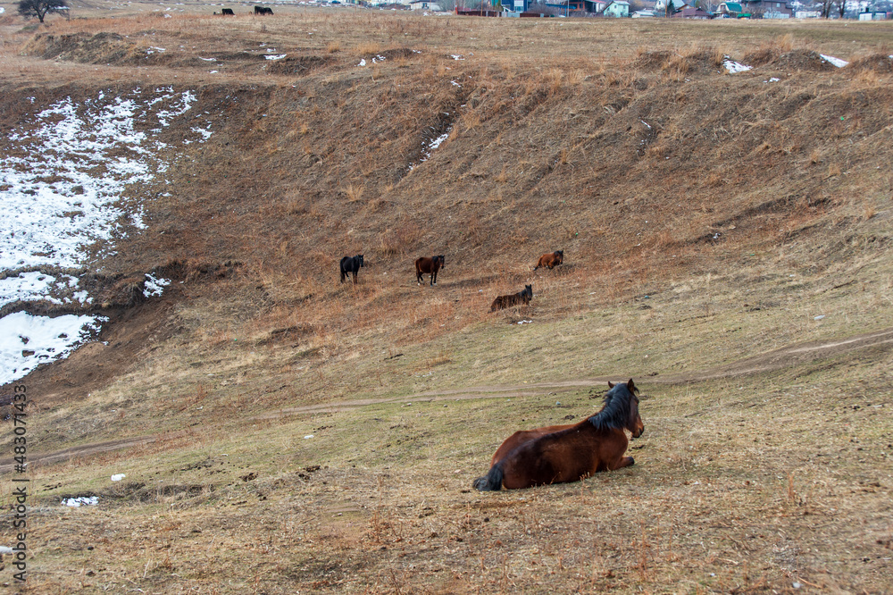 Fototapeta premium horses in the mountains