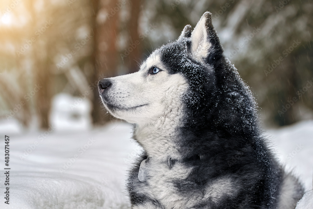Naklejka premium Portrait magnificent Siberian husky dog with blue eyes. Husky dog in sunny winter forest lies on the snow.