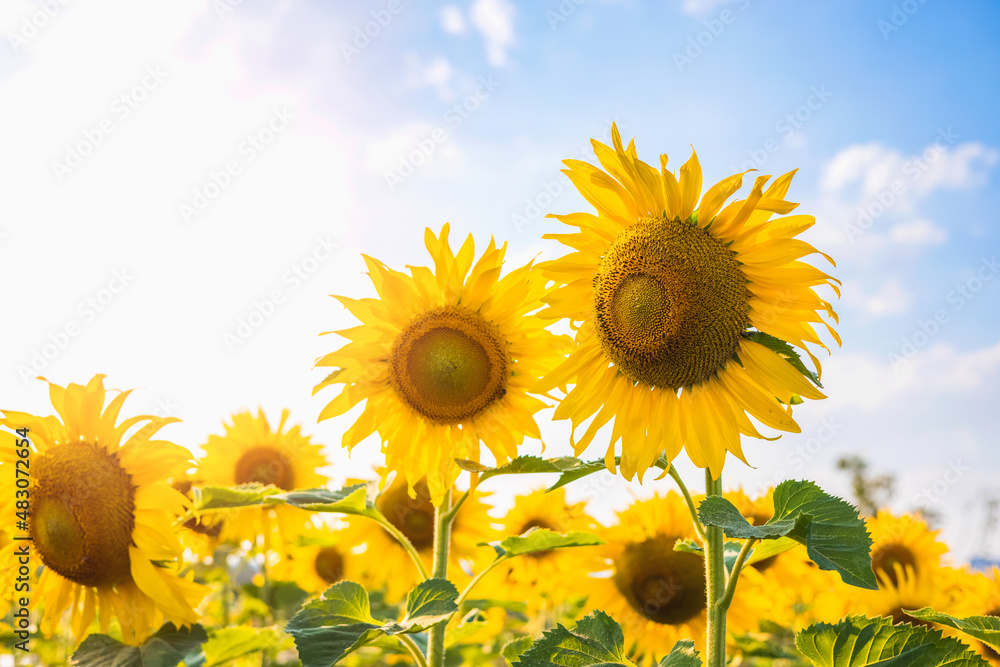 Naklejka premium sun flower with sunshine in gardren