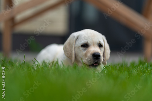  a small Labrador Retriever puppy lies on the lawn grass for 2 months and almost all hid in it