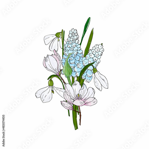 spring flowers bouquet. Botanical illustration, hand drawing. Muscari, snowdrops, daffodils, crocuses and magnolias for cards, invitations and packaging