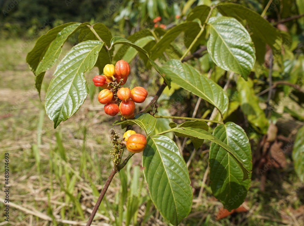 
Guarana shrubs with fruits (Paullinia cupana (syn. P. crysan, P. sorbilis) Maués, Amazon rainforest, Brazil
