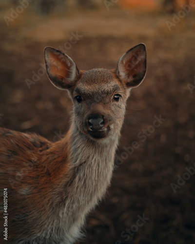 Fototapeta Naklejka Na Ścianę i Meble -  Cute baby sika deer looking at us