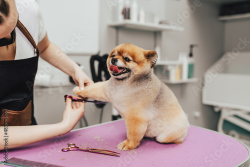 Professional groomer cutting Pomeranian dog's fur with scissors at grooming salon.