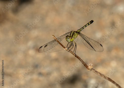 Chalky percher, Diplacodes trivialis, female in Thailand