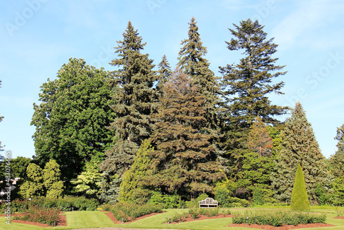 Christmas trees in the Botanical Garden Niagara of the Lake photo