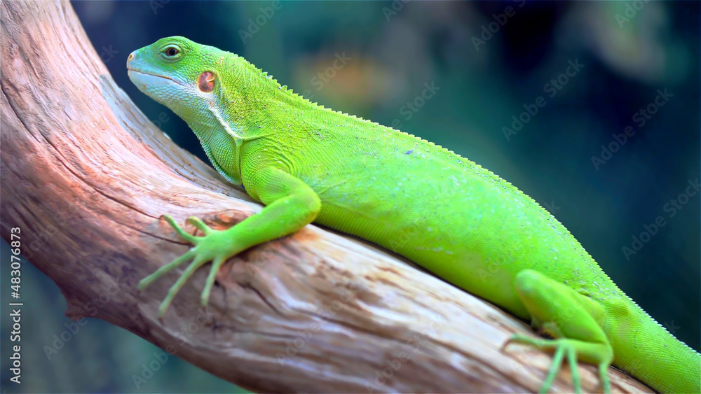 A green lizard sits on a tree