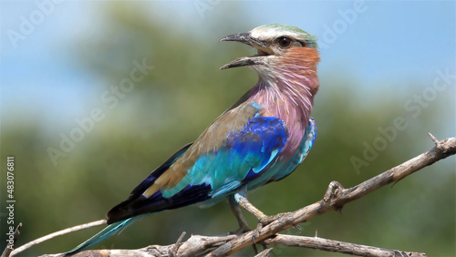 A beautiful bird with colored plumage sits on a branch