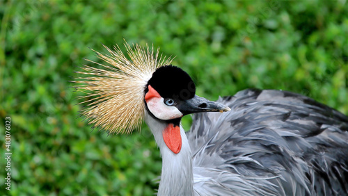 A beautiful bird with a fluffy tuft