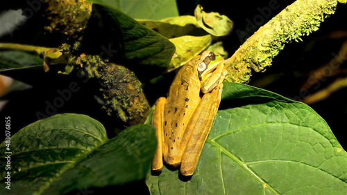 A frog sits on a green leaf