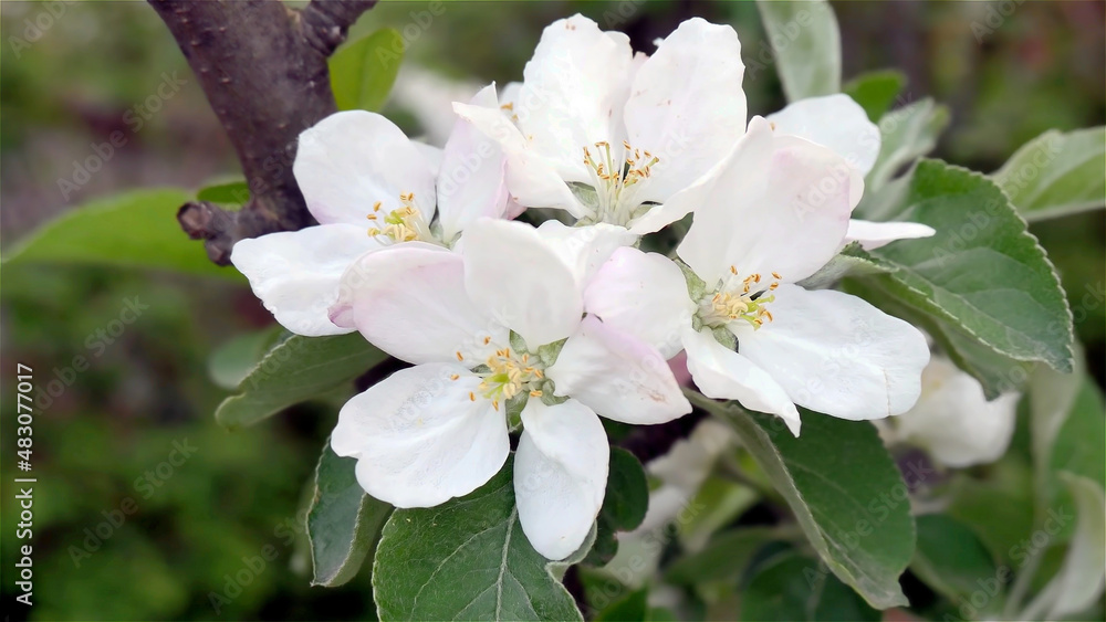 The apple tree blooms very beautifully