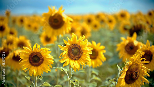 Yellow sunflowers in a beautiful field