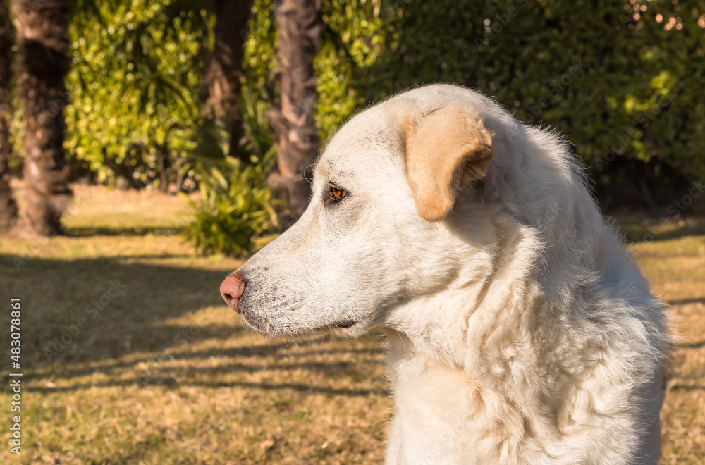 Fototapeta premium Profile portrait of young white dog on green background.