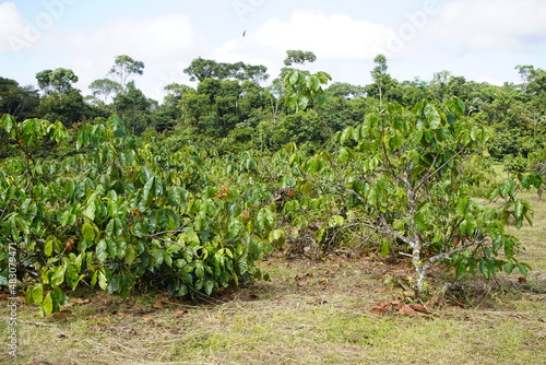 Guarana plantation (Paullinia cupana (syn. P. crysan, P. sorbilis) Maués, Amazon rainforest, Brazil  photo