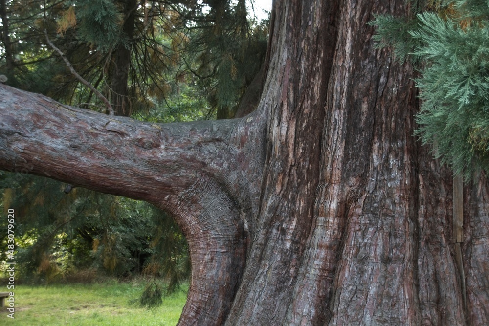 Obraz premium tree in the forest