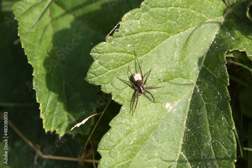 spider on a leaf