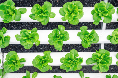 Top view of rows of fresh green butterhead lettuce vegetables in hydroponics farm