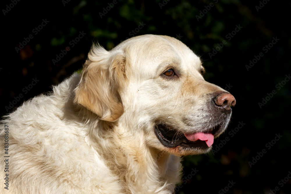 Face of a dog of the golden retriever breed in the foreground with a dark background. The dog is light cream colored