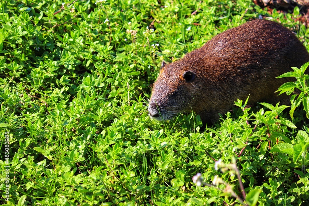 A Nutria in its natural habitat in Rio Grande do Sul, Brazil. A Nutria in its natural habitat in Rio Grande do Sul, Brazil.