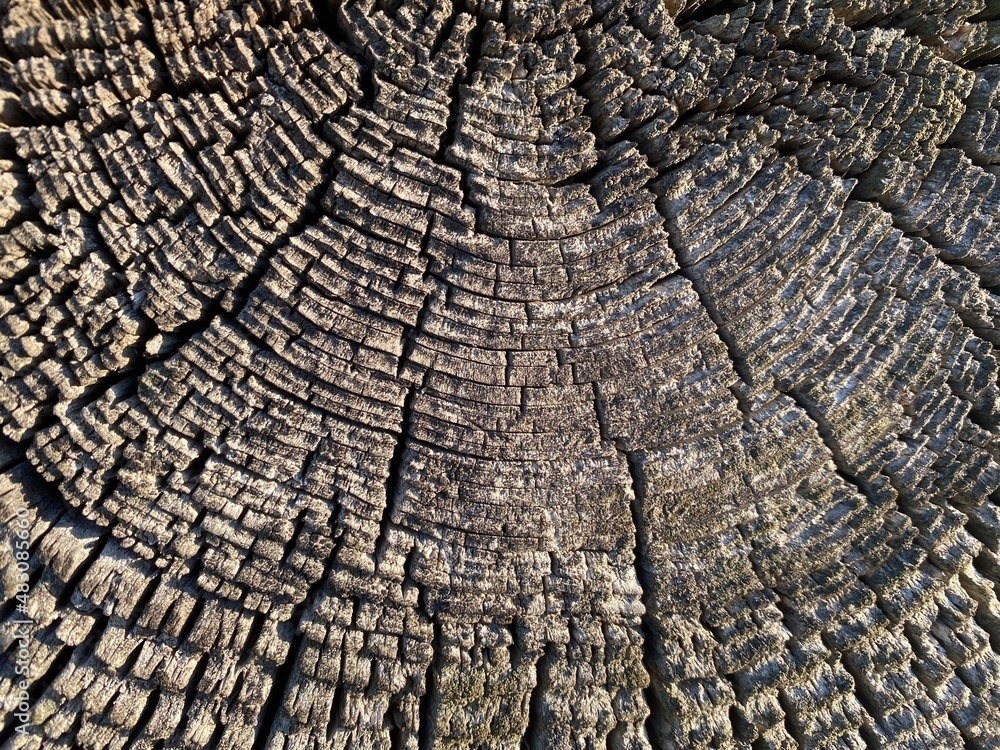 Fototapeta premium old wood texture