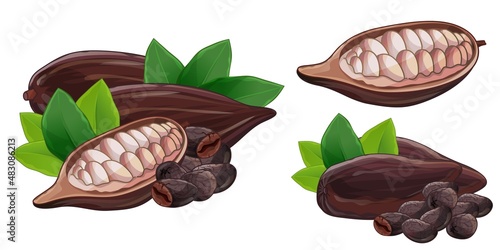 Cocoa seed, cacao grains in pod set. Whole and half nut isolated on white background
