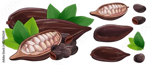 Raw and roasted coffee bean and leaf. Cocoa grains in pod isolated set on white background