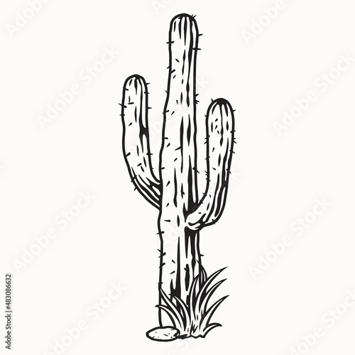 Tall prickly cactus in black and white colors