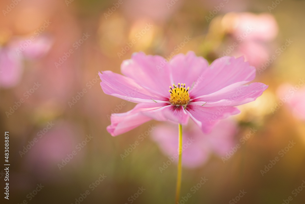 Fototapeta premium Schmuckkörbchen
