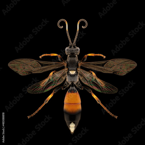 Black and orange wasp biological specimen with spreaded wings, legs and antennae isolated on pure black background. Studio lighting. Macro photography.