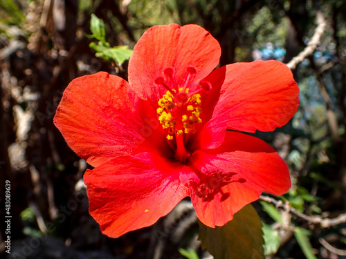 Ibiscus rosso 240 photo