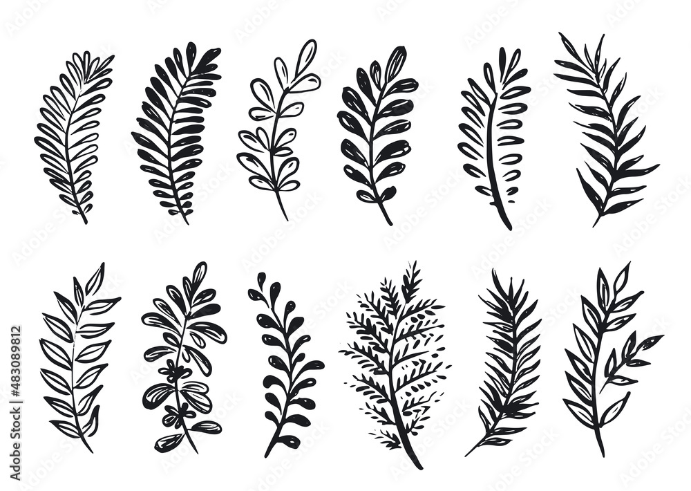 Naklejka premium Branches collection hand drawn, vector. 