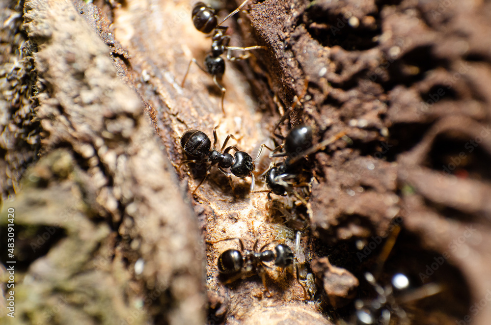 Ant insect photography. Close up macro view of some ants insects. Ant insect photography. Close up macro view of some ants insects.