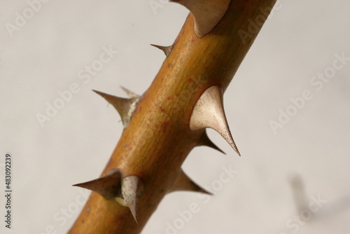 thorns of a rose on a white background