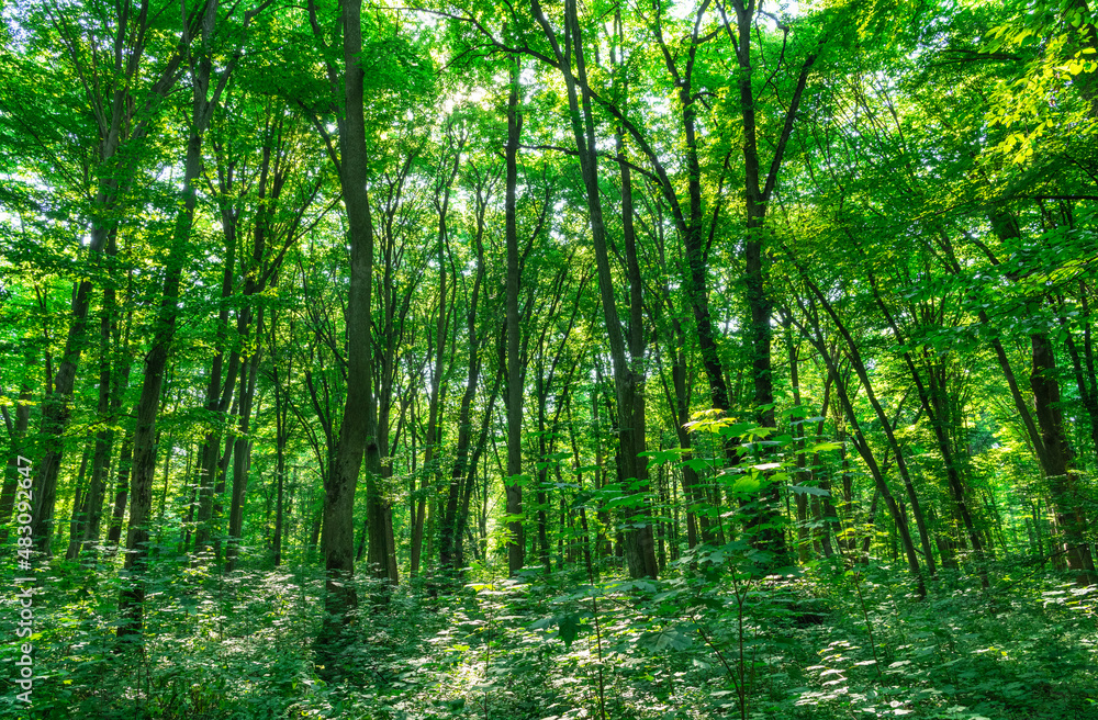 Obraz premium Sunlight in the green forest, spring time