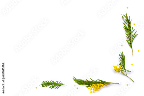 Bush of yellow spring flowers mimosa isolated on white background.