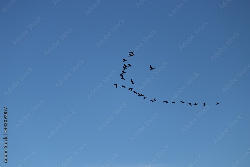 Awesome flock of birds in flight in blue sky Awesome flock of birds in flight in blue sky
